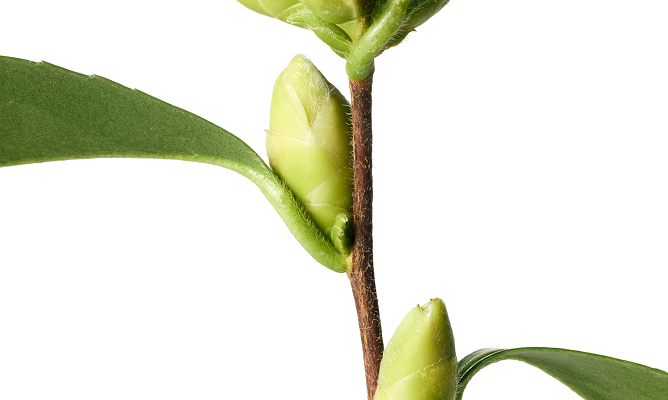 Cordiale 동백 식물 이미지
